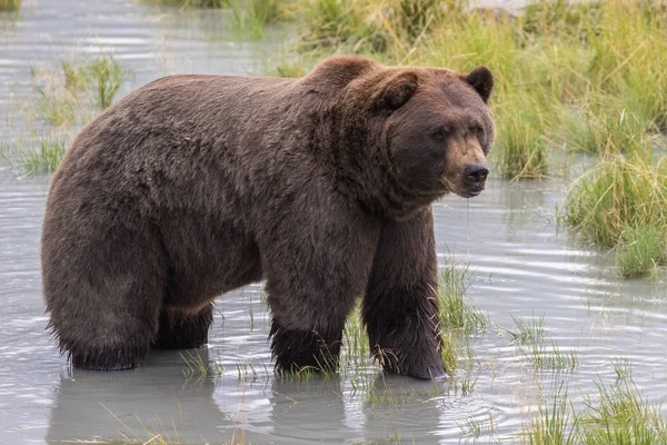 Бурый медведь на Аляске — стоковое фото