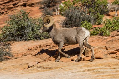 çöl bighorn koyun ram
