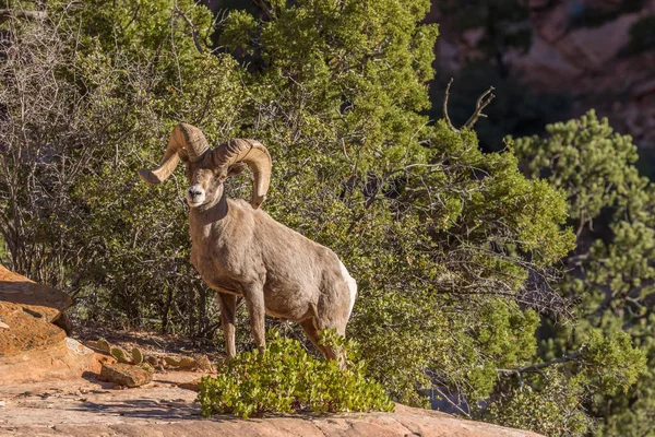 çöl bighorn koyun ram