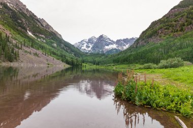 Kestane rengi çan yaz yansıma