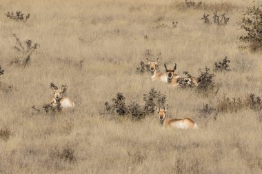 Boynuzlu Antilop Sürüsü
