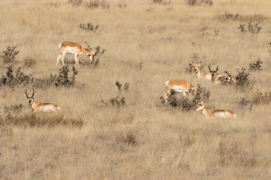 Boynuzlu Antilop Sürüsü