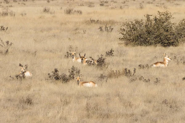 Boynuzlu Antilop Sürüsü