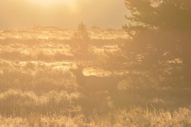 Azgın boğa Elk gündoğumu