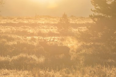 Azgın boğa Elk gündoğumu