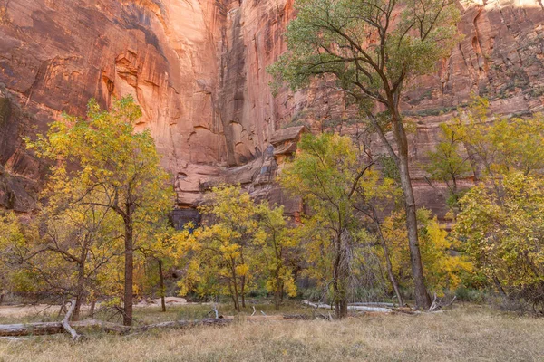 Autumn in Zion National park — Stock Photo, Image