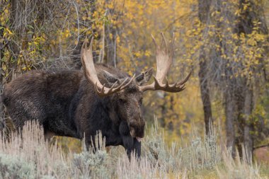 Kötü durumda olan tek boğa geyiği