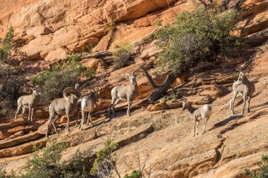 çöl bighorn koyun olan tek