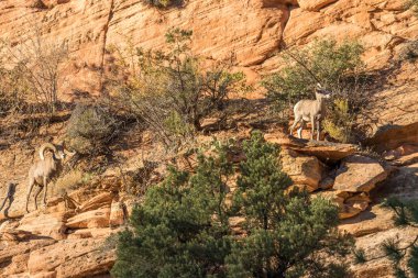 çöl bighorn koyun olan tek