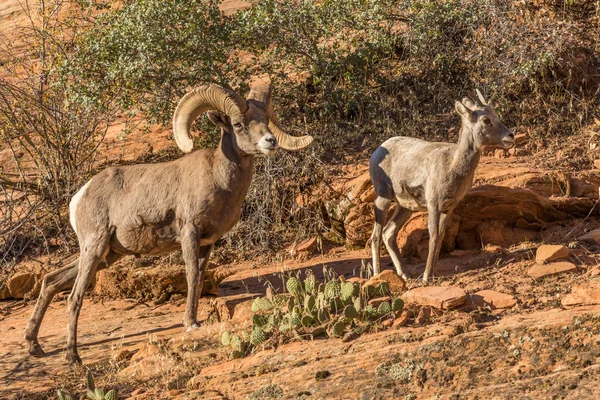 Desierto Oveja Bighorn en la rutina —  Fotos de Stock