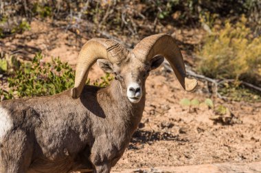 çöl bighorn koyun ram