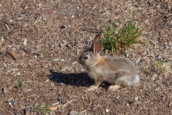 Lindo conejo Cottontail —  Fotos de Stock