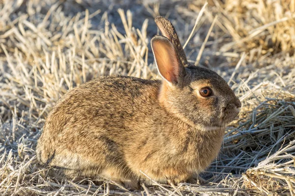 Schattig cottontail konijn — Stockfoto