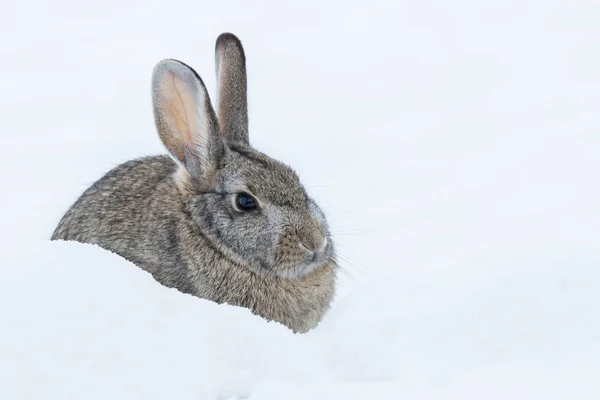 Cottontail rabbit på vintern — Stockfoto