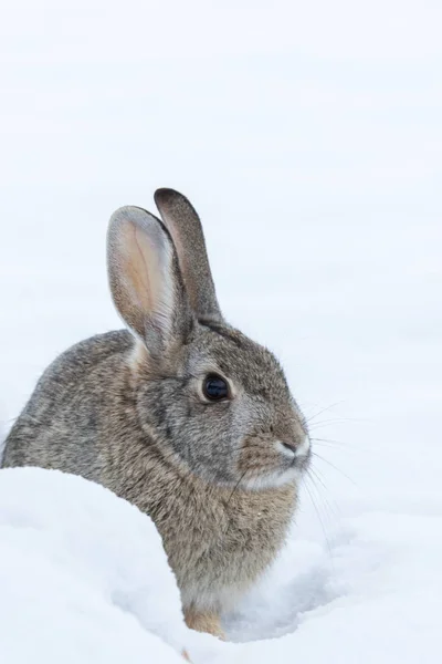 Cottontail konijn in de winter — Stockfoto