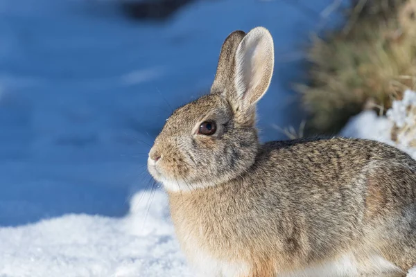 Cottontail konijn in de winter — Stockfoto