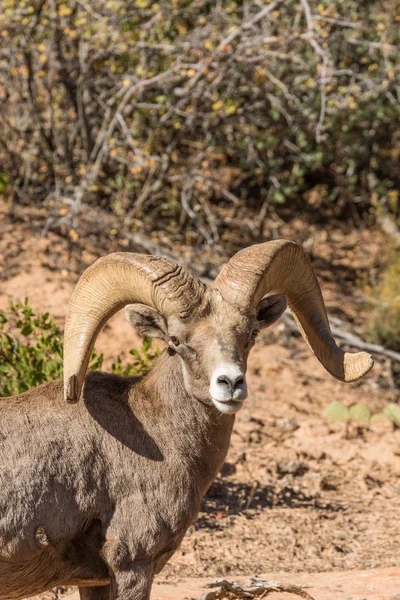 Sivatagi Bighorn juh Ram — Stock Fotó