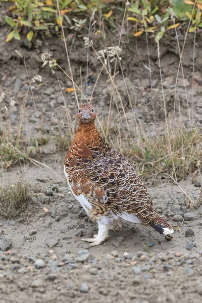 Willow Ptarmigan in vroeg val — Stockfoto