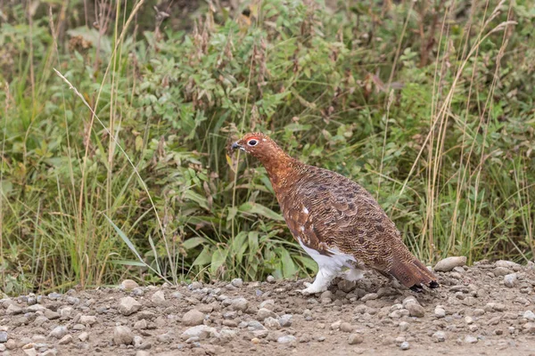 Salgueiro Ptarmigan no início da queda — Fotografia de Stock