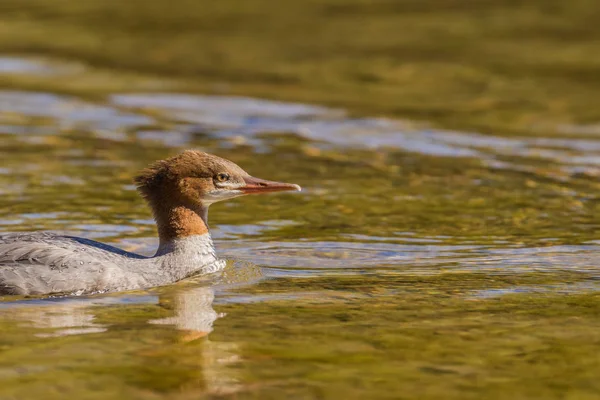 Common Merganser on Pond — Stock Photo, Image