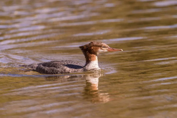 Gölet üzerinde ortak Merganser — Stok fotoğraf