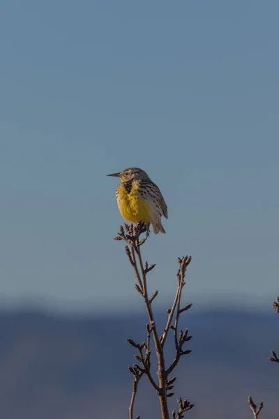 Meadowlark em Branch — Fotografia de Stock