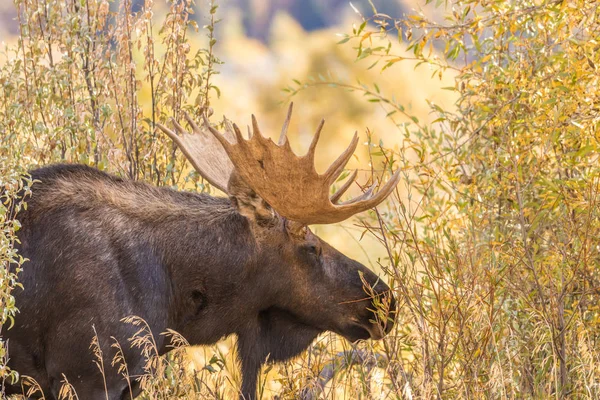 Bull Shiras Moose en otoño —  Fotos de Stock