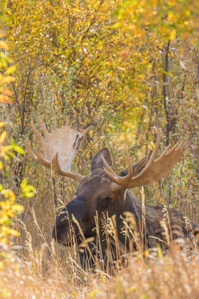 Bull Shiras Alce no Outono — Fotografia de Stock