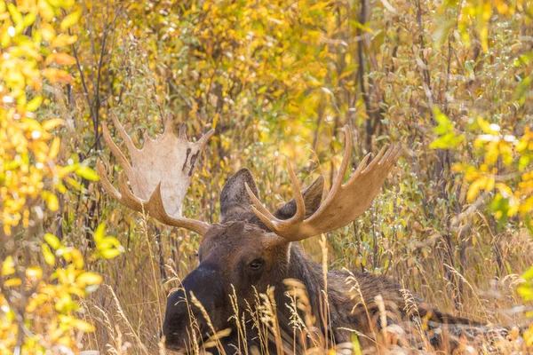 Bull Shiras Moose in herfst — Stockfoto
