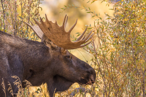 Bull Shiras Moose in Fall