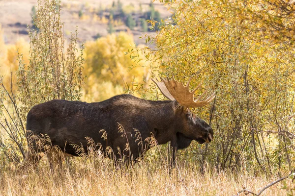 Bull Shiras Moose in Fall — Stock Photo, Image