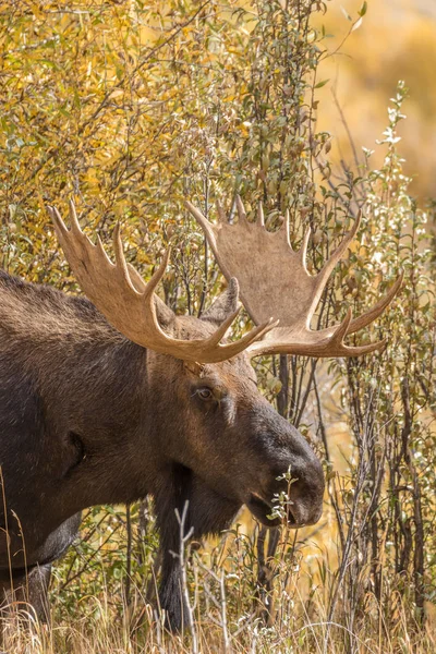 Bull Shiras Moose in herfst — Stockfoto