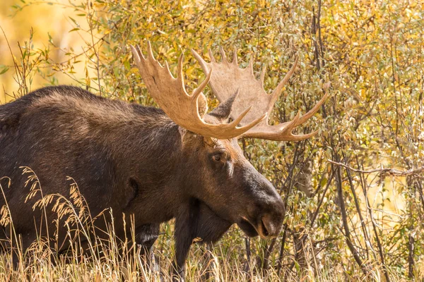 Bull Shiras Moose in herfst — Stockfoto