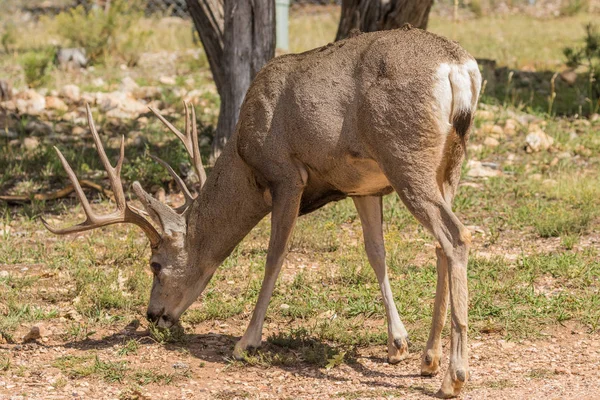 Мул оленів Buck випасу — стокове фото