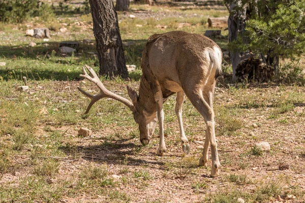 Öszvérszarvas Buck legeltetés — Stock Fotó