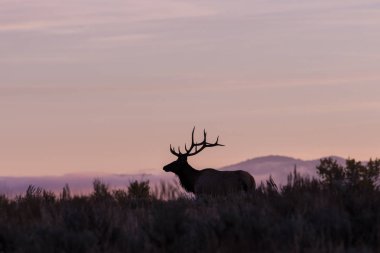 Boğa elk gündoğumu