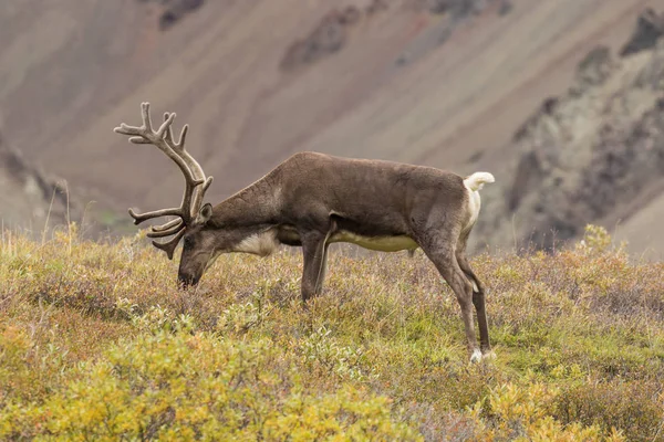 Barren Ground Caribou Bull in Velvet — Stock Photo, Image