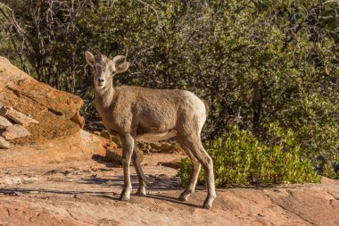 Çöl bighorn koyun kuzu