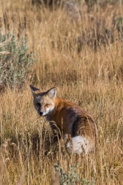 Kızıl Tilki alanındaki