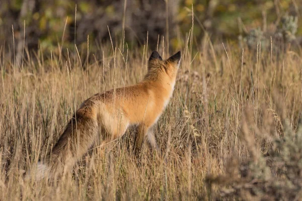 Raposa vermelha no campo — Fotografia de Stock