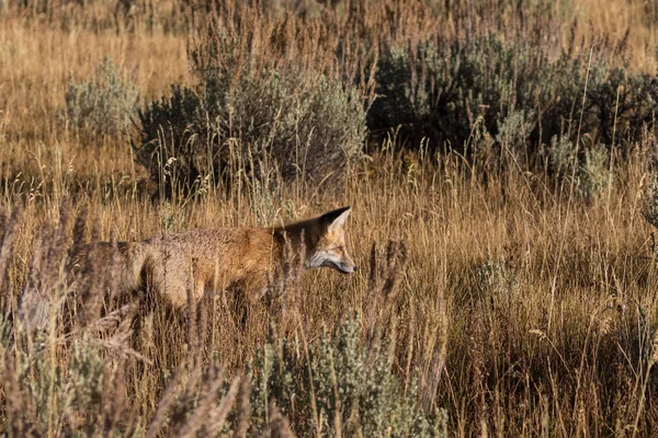 Red Fox in veld — Stockfoto