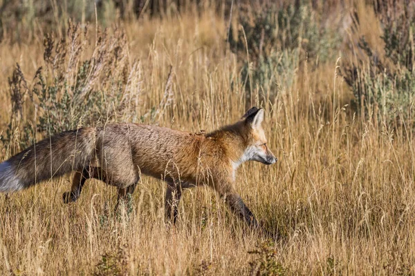 Red Fox in veld — Stockfoto