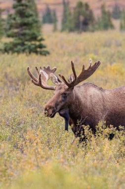 Alaska Yukon boğa geyiği