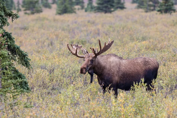 Alaska Yukon Bull Moose — Stok Foto