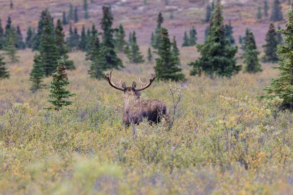 Alasca Yukon Bull Moose — Fotografia de Stock