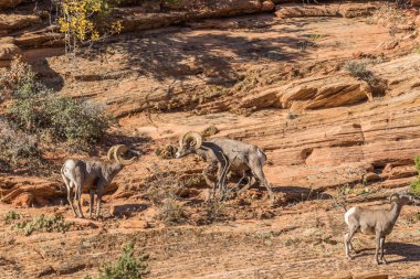 çöl bighorn koyun rams durumda olan tek