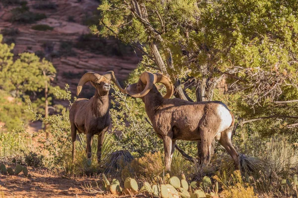 Desert Bighorn Sheep Rams in Rut — Stock Photo, Image