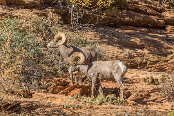 Desierto bighorn carneros de ovejas en surco —  Fotos de Stock