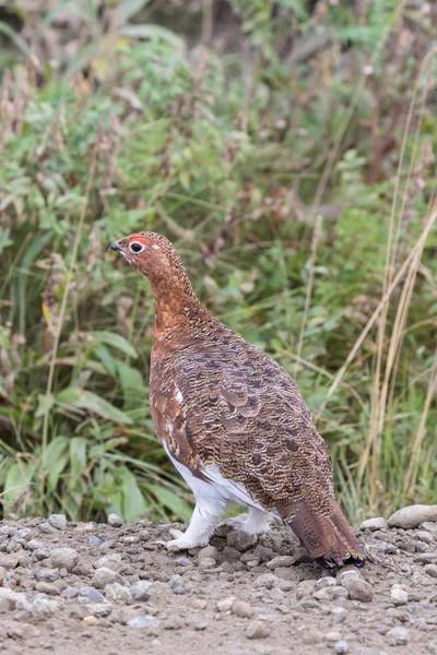 Willow Ptarmigan in herfst — Stockfoto