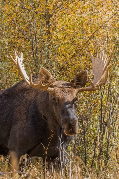 Bull moose in herfst — Stockfoto